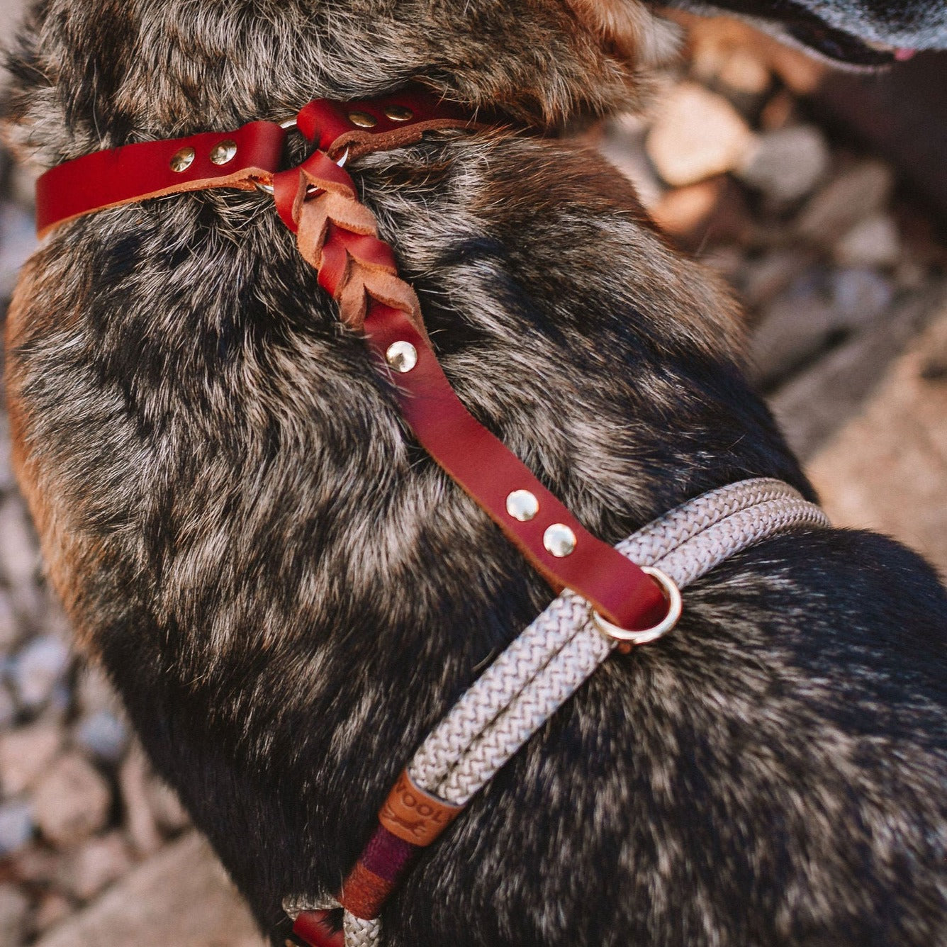 Peitoral para cachorros Carisma