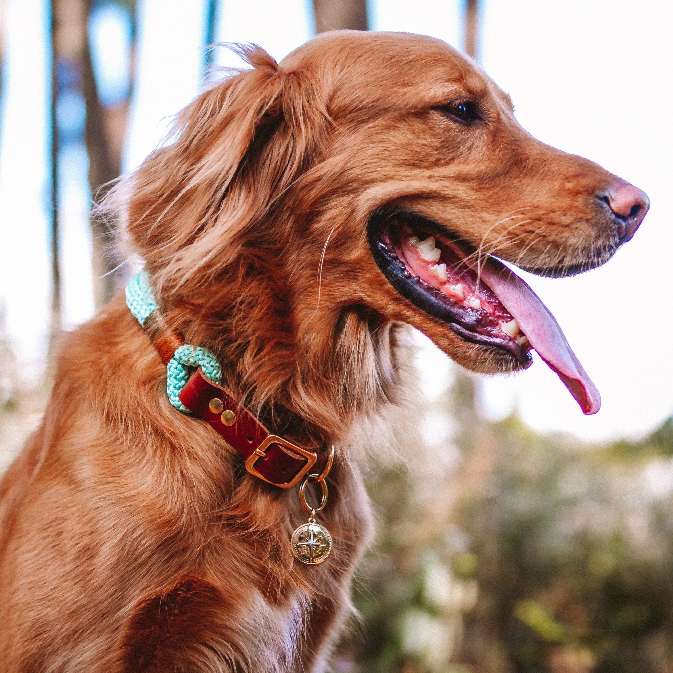 Coleira para cachorros Origins