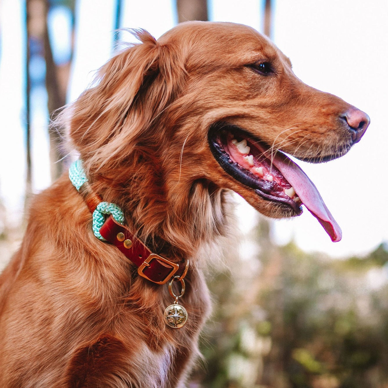 Coleira e Guia para cachorros Eclypse