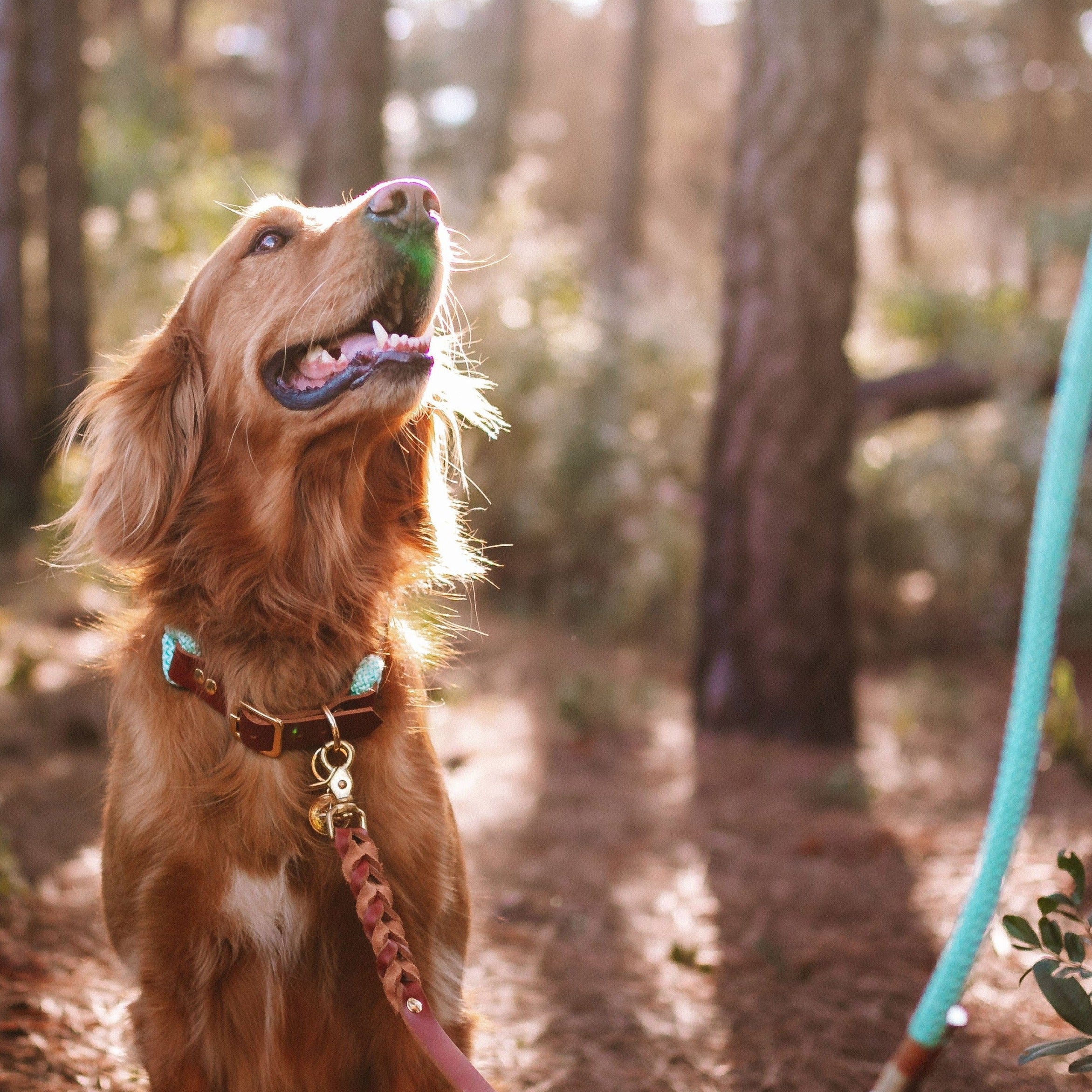 Guia Mãos Livres para cachorros Luxury