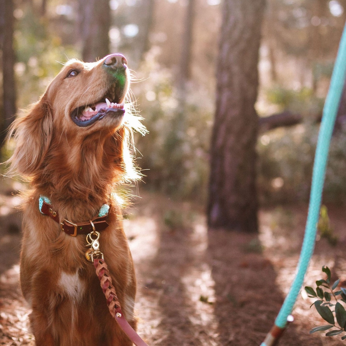 Coleira e Guia para cachorros Eclypse