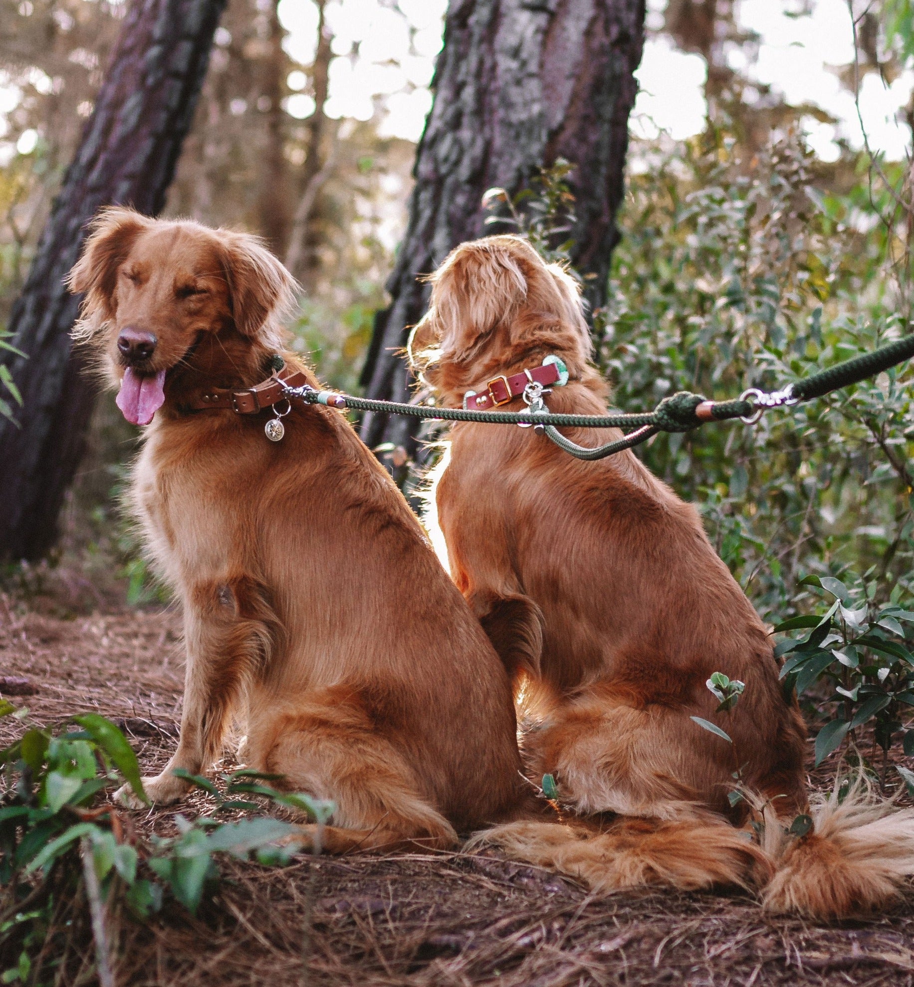 Guia Dupla para cachorros - Adaptador