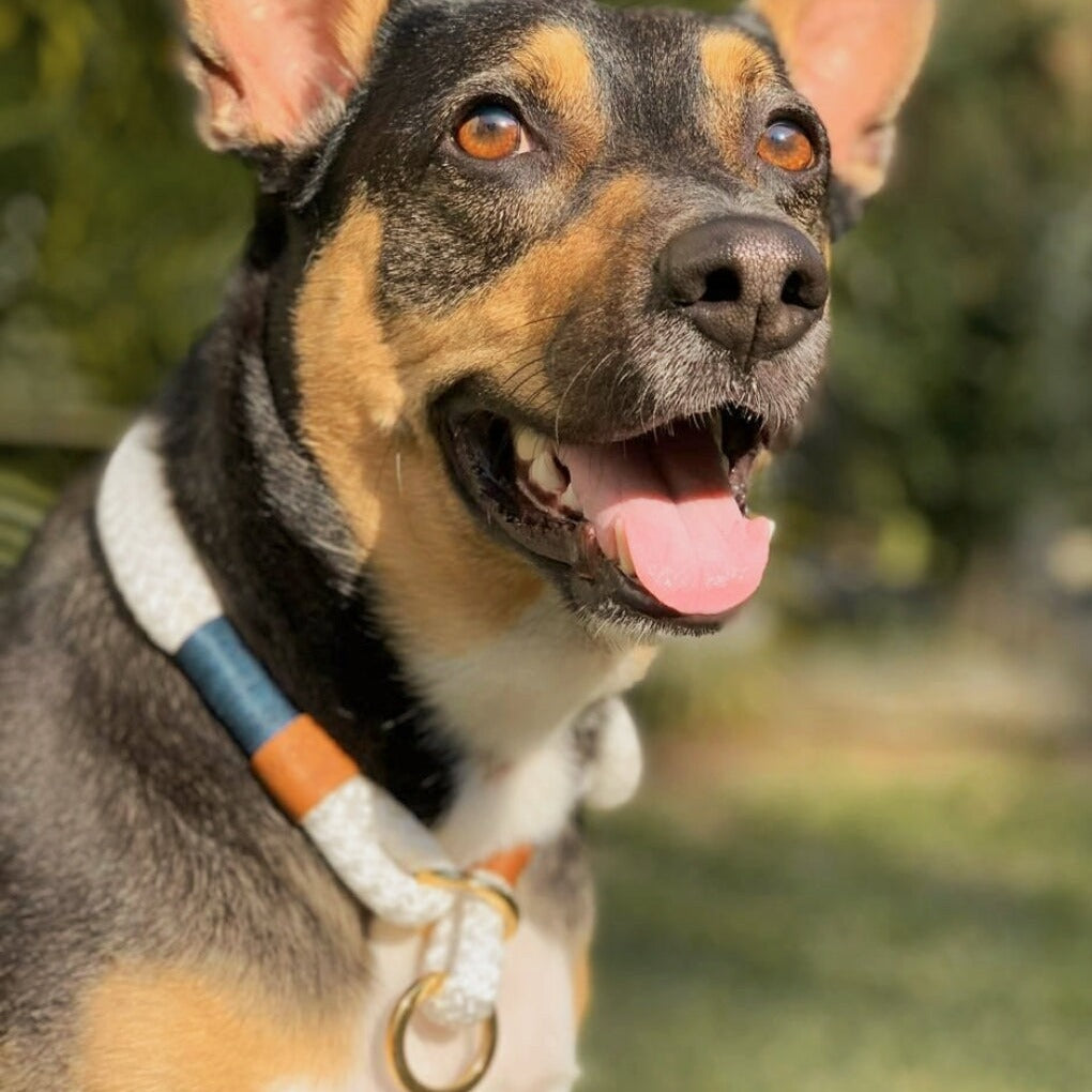 Coleira de corda para cachorros Flexy