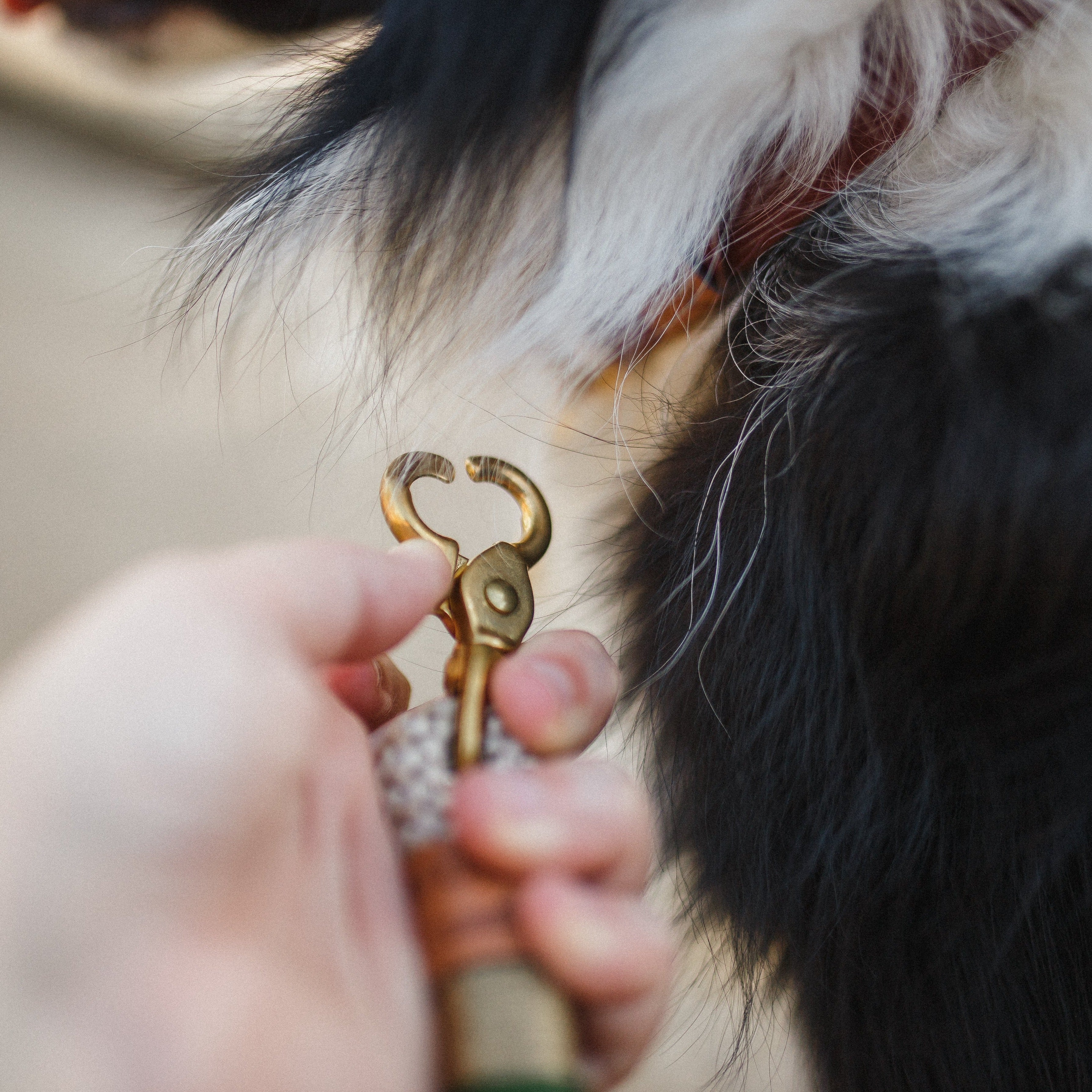 Guia Mãos Livres para cachorros Luxury