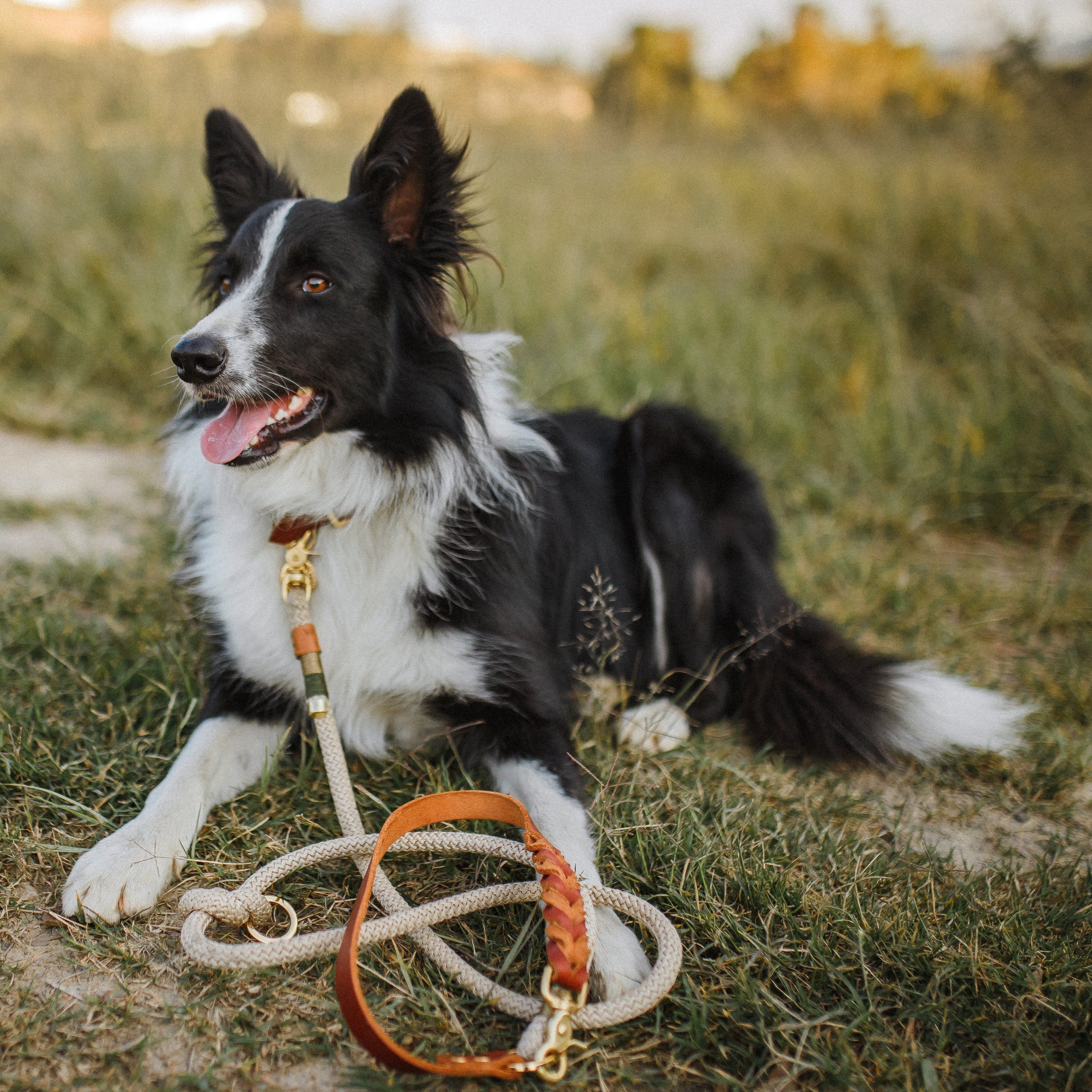 Conjunto Greenwood | Coleira e Guia para cachorros