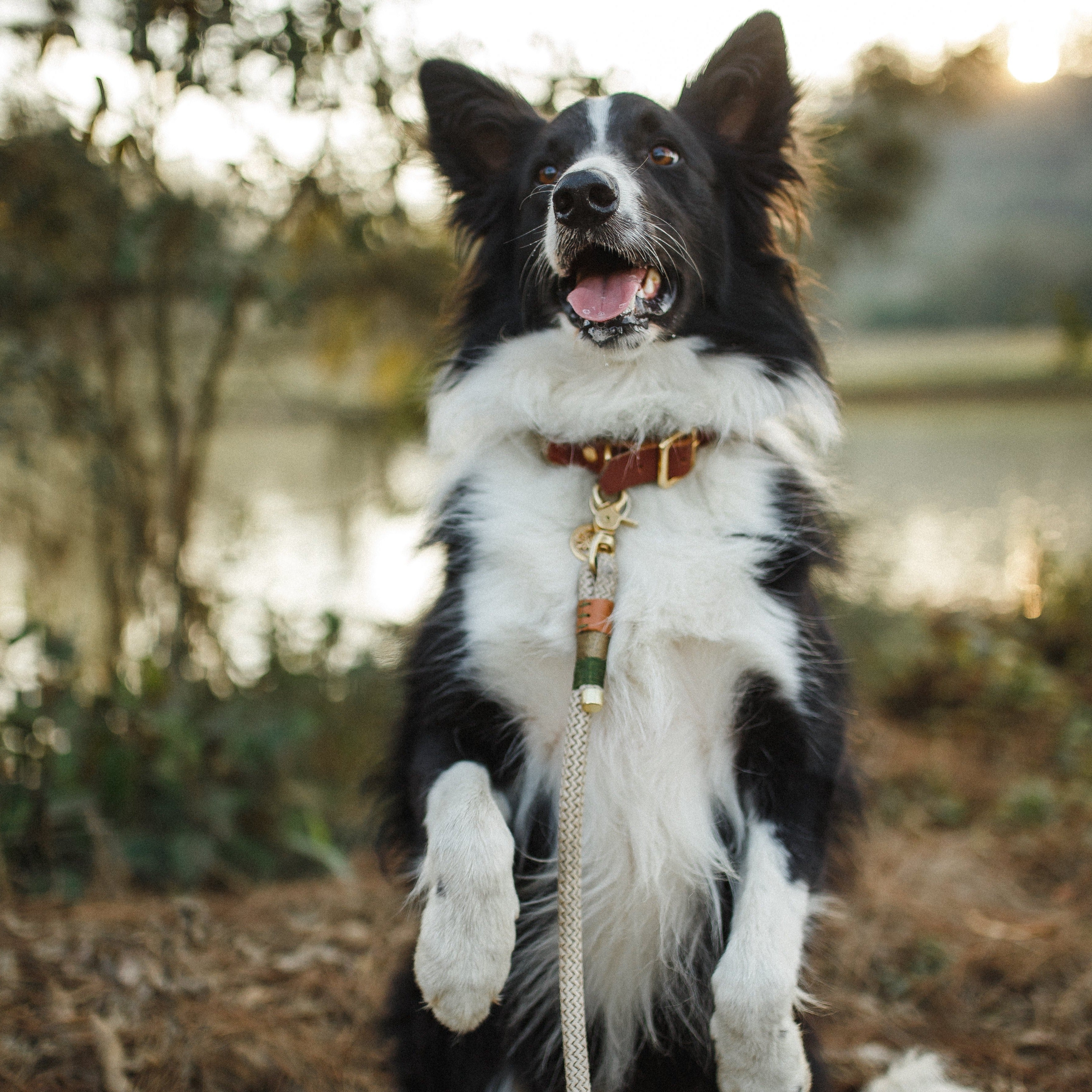 Conjunto Greenwood | Coleira e Guia para cachorros